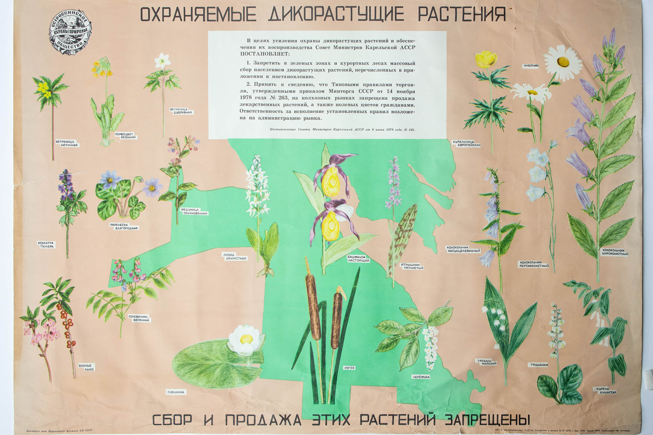 Охраняйте дикорастущие растения!